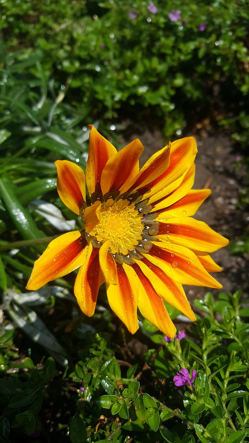 Vibrant Yellow and Red Gazania Flower with Water Droplets