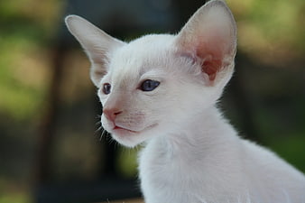 Close-up of a white kitten with blue eyes outdoors