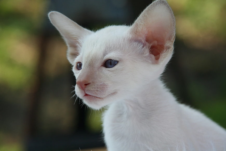 Close-up of a white kitten with blue eyes outdoors