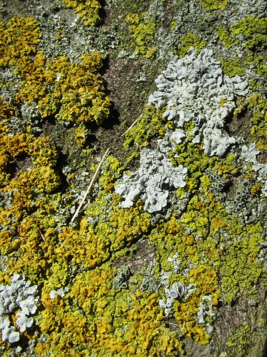 Close-up of yellow and grey lichen on tree bark texture