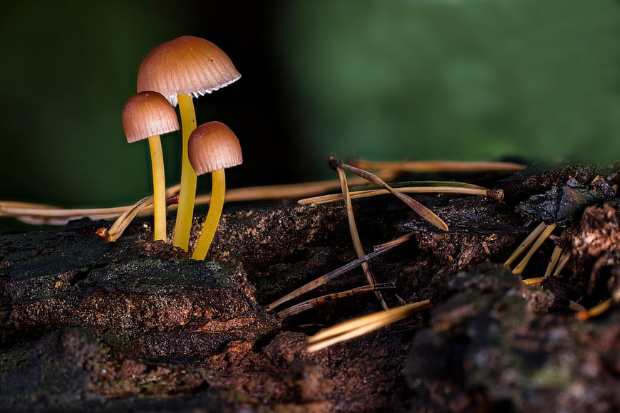 Macro shot of small brown mushrooms growing on decaying wood in a forest