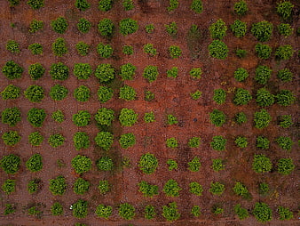 Aerial view of green trees in a grid pattern on red soil