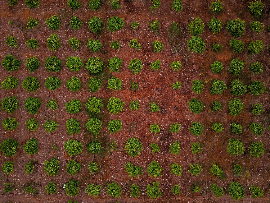 Aerial view of green trees in a grid pattern on red soil
