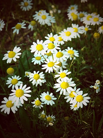 Close-up of white daisies with yellow centers in a field