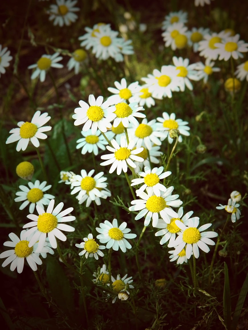 Close-up of white daisies with yellow centers in a field