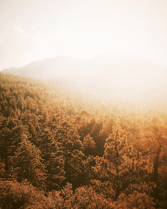 Golden Autumn Forest Landscape with Misty Mountains