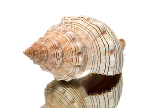 Detailed Macro of Striped Seashell with Reflection on White