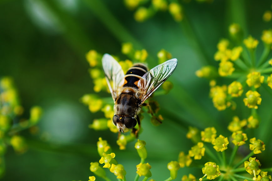 Close-up of a Hoverfly on Yellow Dill Flowers