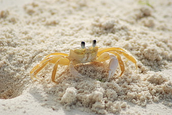 Close-up of a yellow ghost crab on white sand