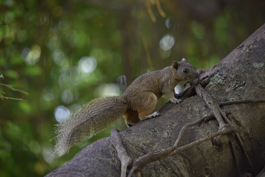 Brown Squirrel Climbing Tree Branch in Forest