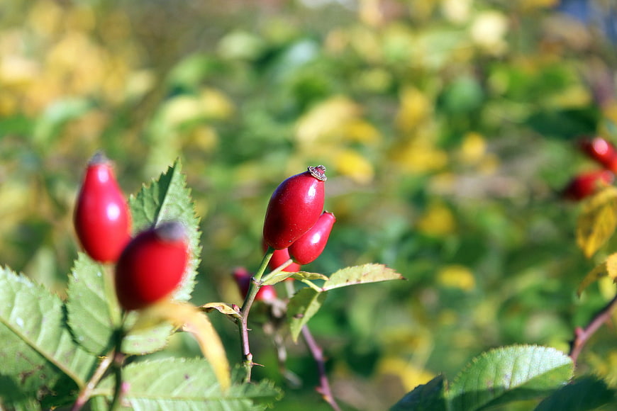 Close-up of red rose hips on a branch in autumn