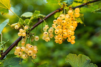 Fresh White Currants Hanging on a Branch in a Garden