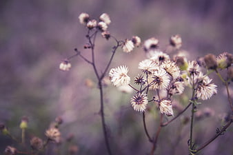 Dried white wildflowers with purple bokeh background