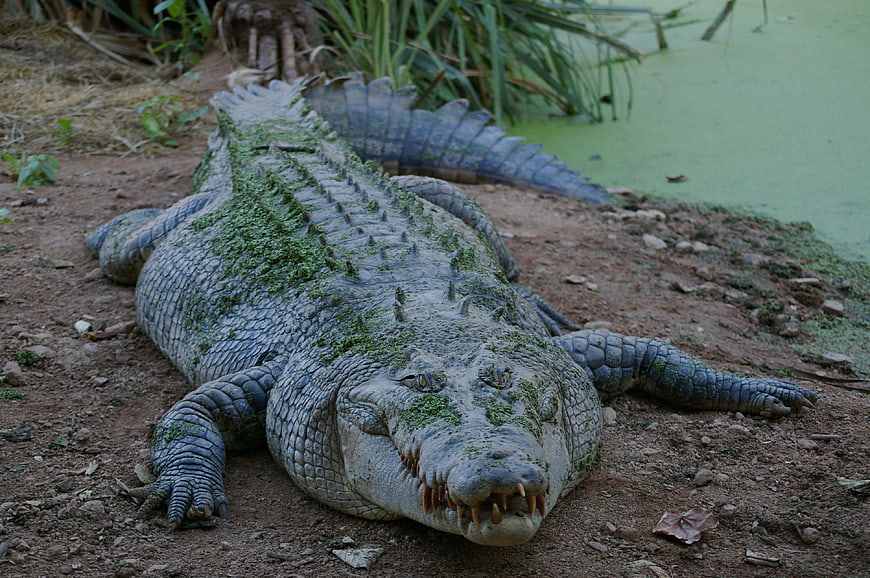 Close-Up Crocodile Resting On Riverbank With Green Moss