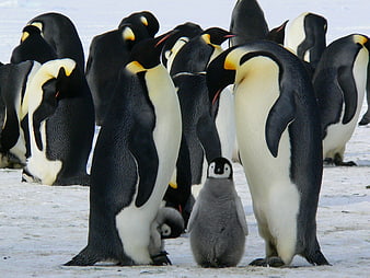 Emperor Penguin Colony with Chicks on Antarctic Snow