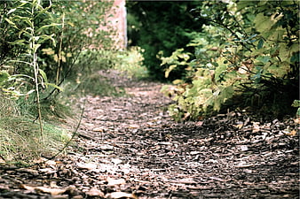 Dirt path through forest with fallen leaves and green foliage