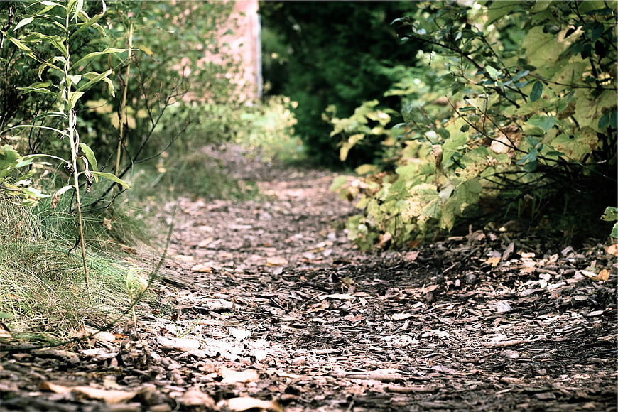 Dirt path through forest with fallen leaves and green foliage