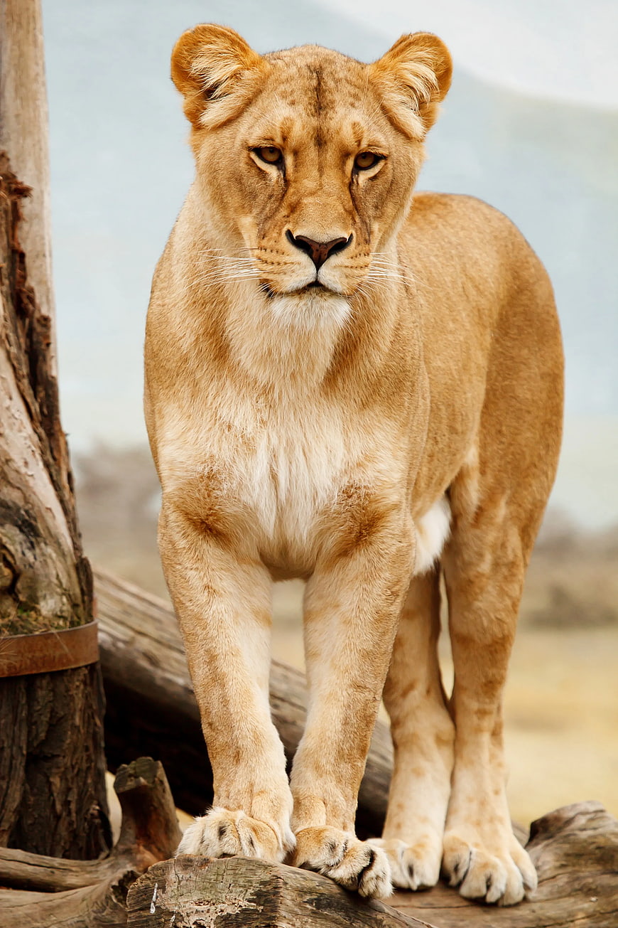 Majestic Lioness Standing on Log in Natural Habitat