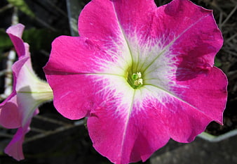 Close-up of vibrant pink petunia flower with white starburst center