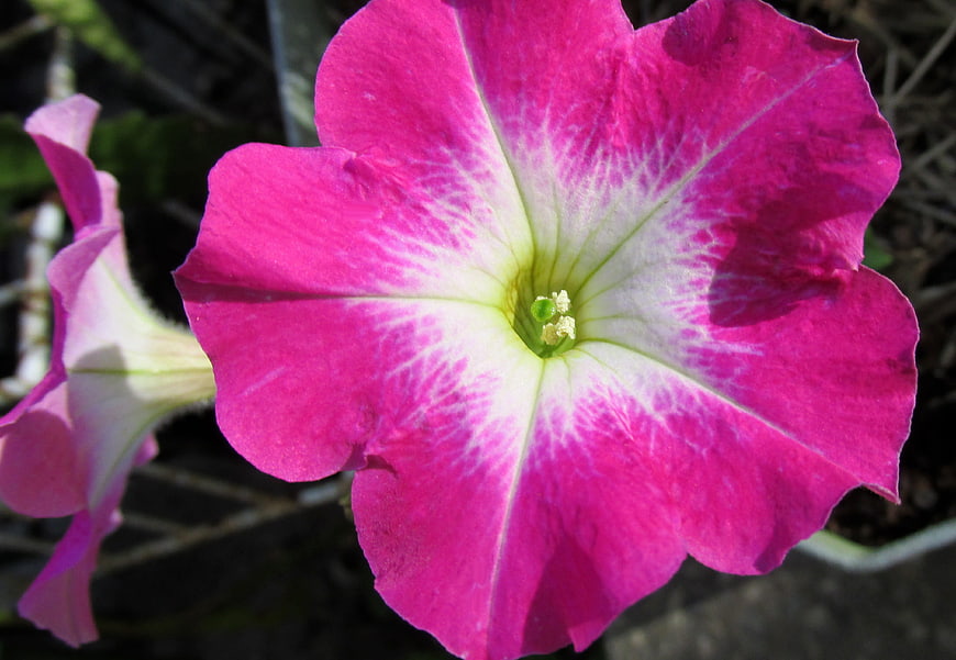 Close-up of vibrant pink petunia flower with white starburst center