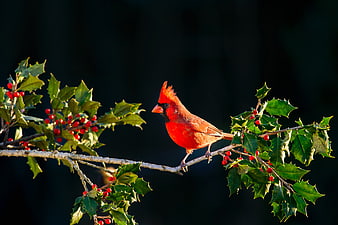 Male Northern Cardinal perched on holly branch with red berries