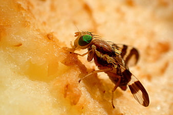 Macro Close-Up of Mediterranean Fruit Fly on Rotten Fruit