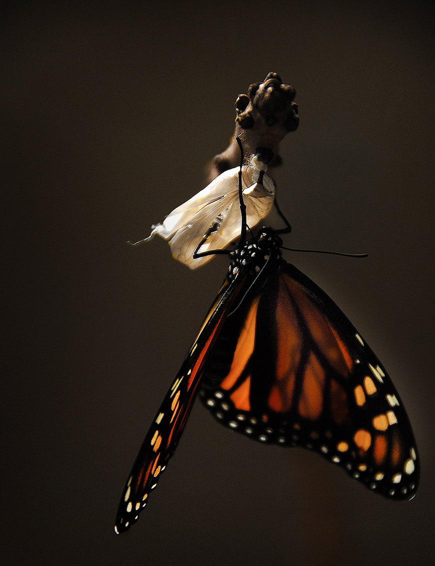 Monarch Butterfly Emerging from Chrysalis Macro Shot