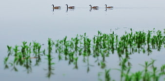 Canada Geese Swimming in Line on Calm Lake