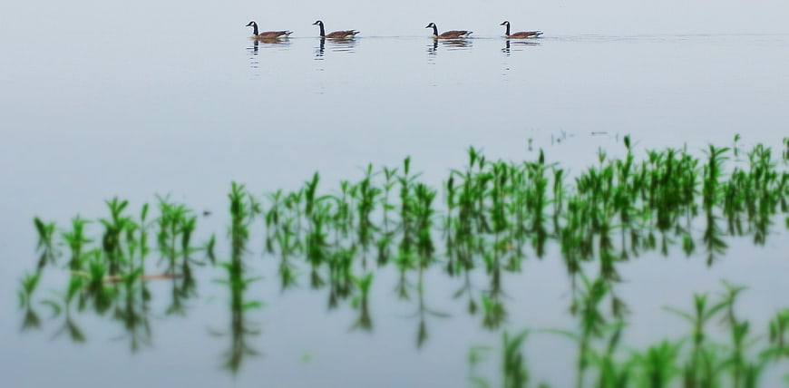 Canada Geese Swimming in Line on Calm Lake