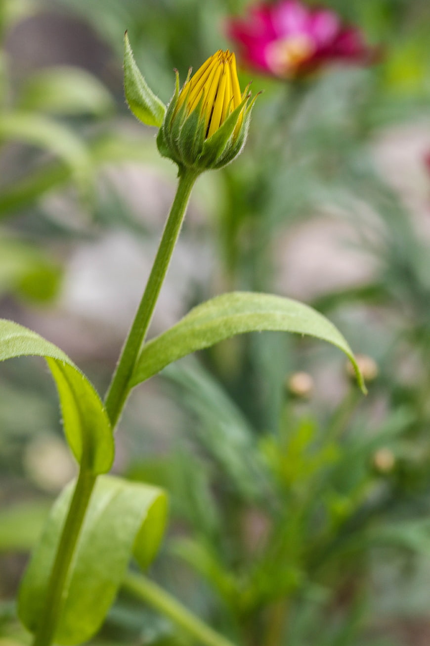 Close-up of a yellow flower bud on a green stem