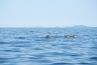 Two dolphins swimming in calm blue Adriatic sea