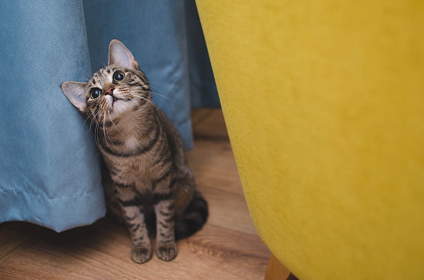 Cute Tabby Cat Sitting Between Blue and Yellow Furniture