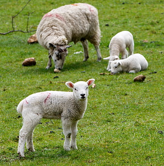 Cute white lamb looking at camera in green pasture