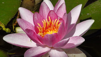 Close-up of a vibrant pink water lily with yellow stamens