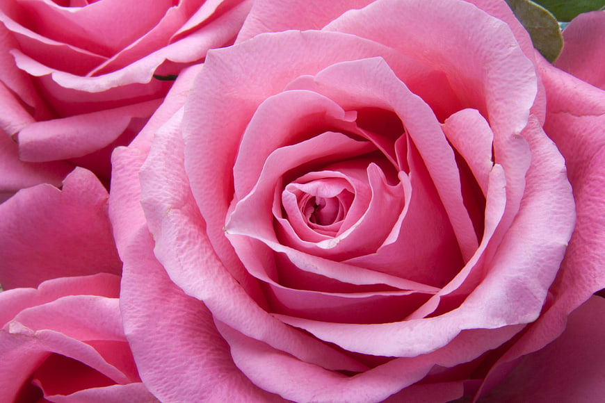 Close-up of a vibrant pink rose with detailed petals