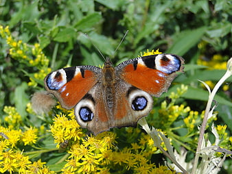 Peacock butterfly on yellow flowers in a garden
