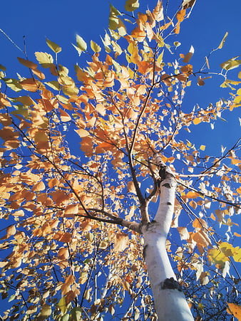 Low Angle View of Birch Tree with Golden Autumn Leaves Against Blue Sky