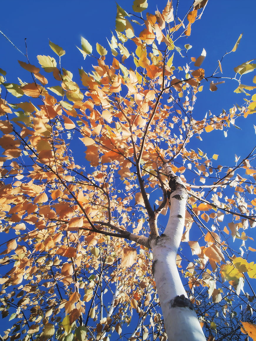 Low Angle View of Birch Tree with Golden Autumn Leaves Against Blue Sky