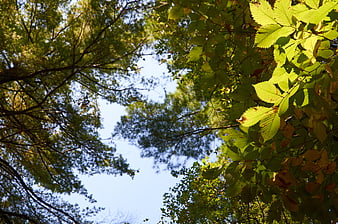 Low angle view of green tree canopy against blue sky