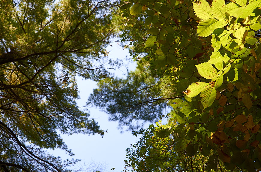 Low angle view of green tree canopy against blue sky