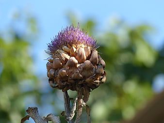 Close-up of a blooming purple artichoke flower in a garden