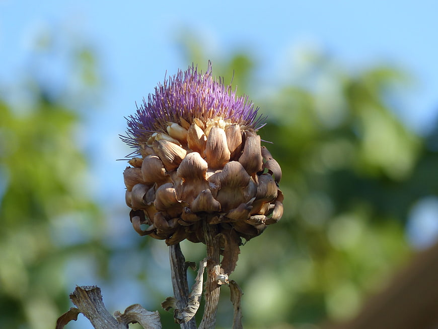Close-up of a blooming purple artichoke flower in a garden