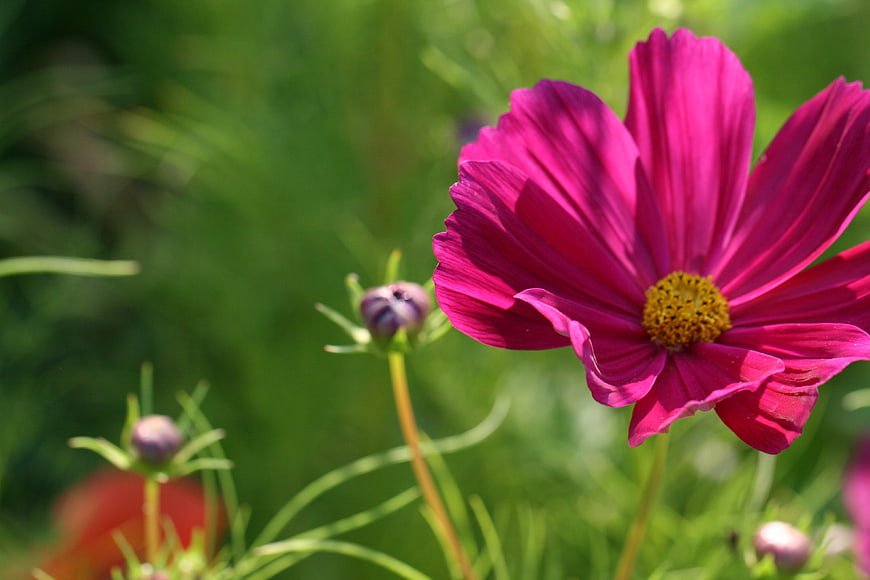 Vibrant Pink Cosmos Flower in Green Meadow
