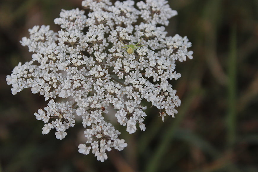 Close-up of white Queen Anne's Lace flower with green spider