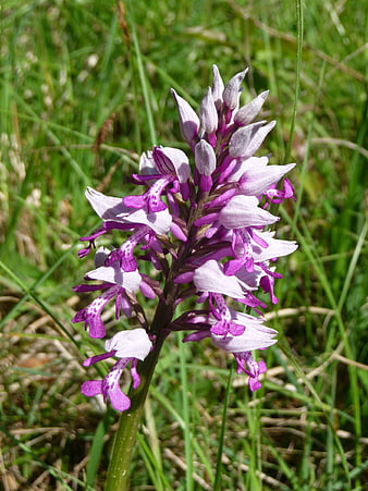 Close-up of Purple Orchid in Green Grass