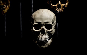 Hanging human skull on black background with ropes