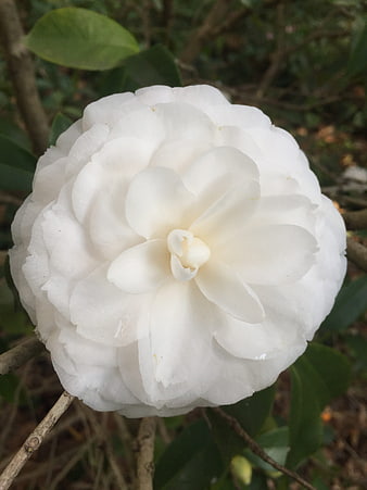 Close-up of a pristine white camellia flower in bloom