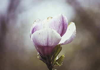 Close-up of a purple and white magnolia flower with raindrops