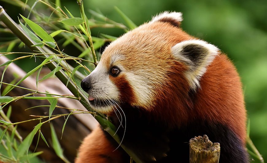 Close-up of a Red Panda Eating Bamboo Leaves