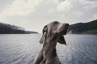 Weimaraner Dog Portrait on Lake with Forest Background